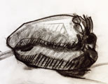 Bell Pepper Charcoal Drawing